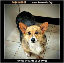 We did not find results for: Corgi Rescue Delaware Corgi Rescue Corgi Kitten Adoption