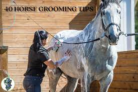 40 Horse Grooming Tips - Cowboy Magic