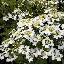 Fortunately, there are a small number of flowering shrubs that deer typically leave alone. 18 Beautiful Deer Resistant Shrubs