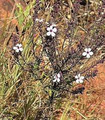 Image result for Sopubia mannii