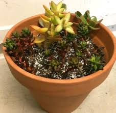 Download files and build them with your 3d printer, laser cutter, or cnc. Do Succulents Need Drainage How To Plant In Pots Without Holes Succulent Plant Care