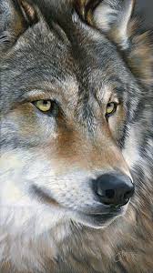 Up Close Wolf Wildlife Painting By Scot Storm Vahsi Hayvanlar Hayvanlar Ve Hayvan