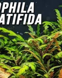 Image result for Limnophila indica