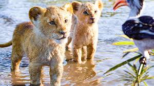 Full the lion king in hd video by push of the download link. The Lion King All Movie Clips Trailer 2019 Youtube