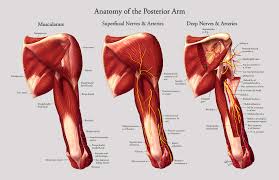 This is the coracoid process. Anatomy Of The Posterior Arm Art As Applied To Medicine