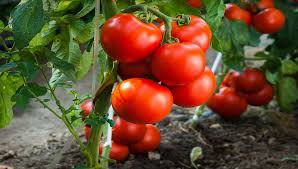Grow tomatoes from seeds indoors while it's still cold outside. New Jersey Tomatoes What S All The Hype About