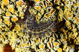 Image result for Setina roscida