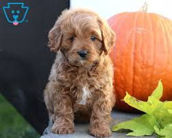 Prairie hill puppies is proud to offer a variety of cavapoo puppies for sale. Rex Cavapoo Puppy For Sale Keystone Puppies Cavapoo Puppies Cavapoo Puppies