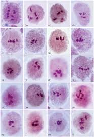 Image result for Cleome polyanthera