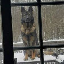 Gentle pets and strong watch dogs, gsds are noble, large, muscular dogs bred for their intelligence and working ability. Grasso Dog Training And Shepherds