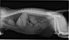 Rontgen Goes Digital Tierarzt Kleine Tiere Tierisch
