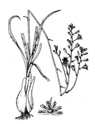 Image result for Craterostigma purpureum