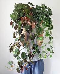Philodendron Micans Plants House Plants House Plants Indoor