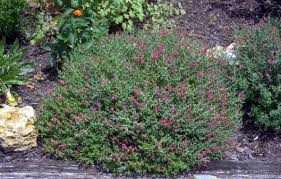 Image result for Scutellaria violascens
