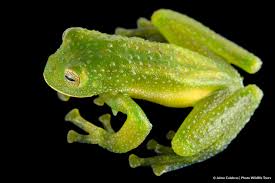 Image result for Centrolene heloderma