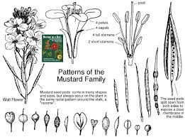 This plant identification app can only identify a plant whose image has already been shared by a user and thus, added to its database. Brassicaceae Mustard Family Identify Plants Weeds And Flowers