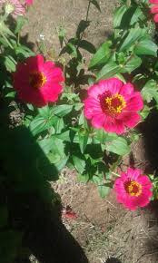pin by weko dhane on dans mon jardin de fleurs cosmos coleus cordylines gerberas zinnias oeillets d indes bromeliacees glaieuls et hibiscus plants