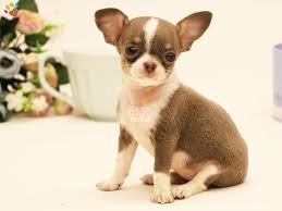 Chihuahua Elityavru Com