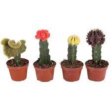 Evidence of such results in a ban. Moon Cactus In Depth Guide With Picutres Succulents Network