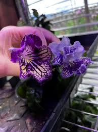 Image result for Streptocarpus leptopus