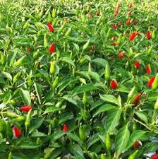 Cara menanam cabe menggunakan polybag sebenarnya secara umum hampir sama dengan budidaya tanaman cabe di lahan perkebunan. 12 Cara Budidaya Cabe Rawit Agar Berbuah Lebat Dan Melimpah