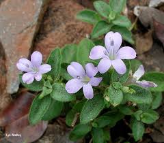 Image result for Barleria obtusa