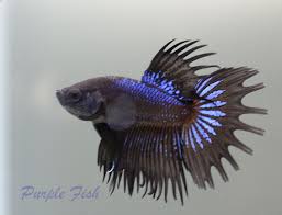 Black Orchid Crown Tail Baby Betta Splendends Boy Betta Betta Fish Aquarium Fish