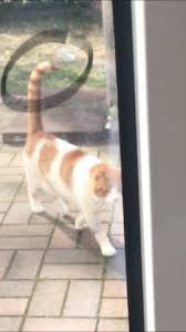 Richten sie den starken strahl jedoch. Was Ist Das An Der Katze Lunte Schwanz