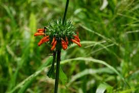 Image result for Leonotis nepetifolia