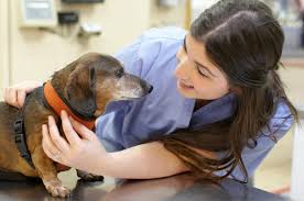 Plans covering wellness, illness, emergency & more. Vca Animal Hospital Will Give Your Pet A Free Vet Care Visit