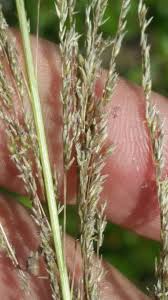 Image result for Sporobolus pyramidalis