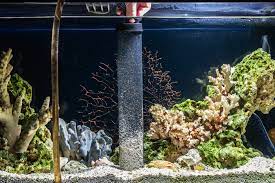 Hitze aller art entfernt moos und algen von terrassenplatten, die aus stein geformt sind. Steine Im Aquarium Von Algen Entfernen So Geht S