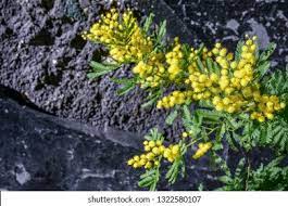 Acacia Flowers Hesperia Best Flower Wallpaper