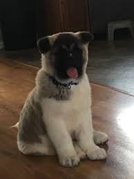Pin On Akita