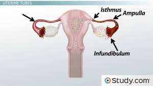 Image result for how to insert male organ into female organ