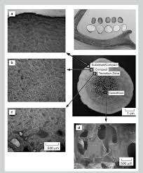 Find the perfect compact bone tissue stock photos and editorial news pictures from getty images. An Antler Cross Section Showing Optical Micrographs Of The A Download Scientific Diagram