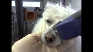 | poodle puppy, poodle dog, shaved animals. How To Shave A Poodle Face Starring Lucky Youtube