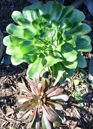 Plants trap the sunlight energy and utilize it to prepare their food through the process. Do Succulents Need Sun How Long To Avoid Sunburn Succulent Plant Care