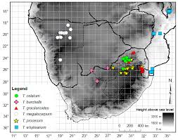 Image result for Thesium multiramulosum