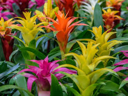The flowers bloom from early spring to late summer and range in color from white, pink, yellow, red. Guzmania Plant Info Learn About The Care Of Guzmanias