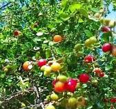 Deliciosos Acibuches: Sabor de Rancho