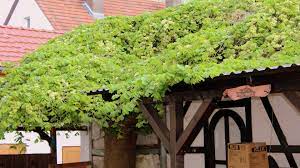 Ursprünglich stammt er aus unseren gemäßigten breiten mitteleuropas. Hopfen Humulus Lupulus Hopfen Garten Wissen