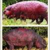 Baby hippo taking a bath. Https Encrypted Tbn0 Gstatic Com Images Q Tbn And9gctgloxylmu91gkaatn3c7rszaghskkvnjdmrxuzf Ysgvv8c8uy Usqp Cau