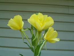 Image result for Oenothera indecora