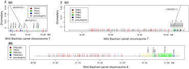In a eukaryote species there are different chromosomes that carry different comparison of diploid chromosome numbers of homo sapiens, pan troglodytes, canis familiaris, oryza sativa and parascaris equorum. Chromosome Level Assembly Of Wild Bactrian Camel Genome Reveals Organization Of Immune Gene Loci Ming 2020 Molecular Ecology Resources Wiley Online Library