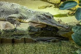 Ze zahrady chovatele v ostravě v závodní ulici utekl krokodýl! Expozice Expozice A Zvirata Zoo Ostrava