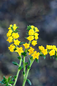 Image result for Euploca