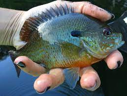 As promised i have started the fishing video series. Freshwater Sunfish