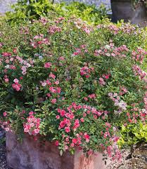 Lilly Rose Wonder5 1 Pflanze Pflanzen Garten Bepflanzen Bepflanzung