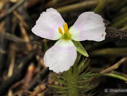 Image result for Mayacaceae